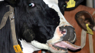 Blauzungenkrankheit jetzt auch in Nordhessen nachgewiesen