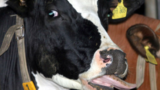 Blauzungenkrankheit im Kreis Marburg-Biedenkopf angekommen