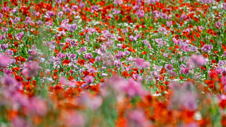 BUGA in Mannheim: Über eine Millionen Besucher nach 89 Tagen