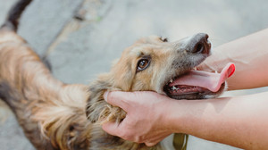 Warum leckt mein Hund mich ab? 3 Gründe zum Staunen