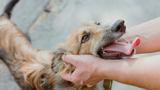 Warum leckt mein Hund mich ab? 3 Gründe zum Staunen