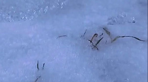 Deutschlandwetter: Glättegefahr bleibt - Neblig-trüber Sonntag