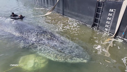 Buckelwal auf dem Weg in die Freiheit