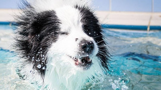 Jesberg: Viertes Hundeschwimmen am Samstag
