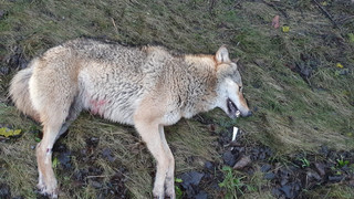 Wölfin bei Merkers überfahren