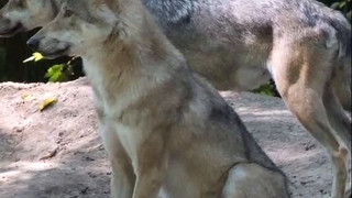 Population stagniert: Über 1.500 Wölfe in Deutschland