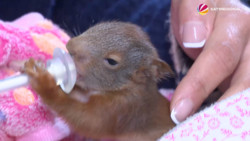 Frühjahrs-Hochbetrieb für Eichhörnchen-Retter in Burgdorf