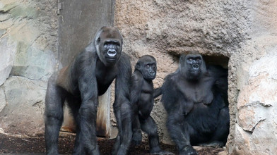 Dreifachzuwachs bei Gorillas im Frankfurter Zoo