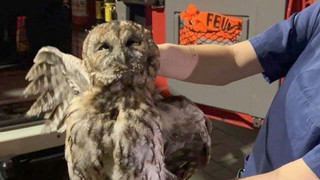 Durchs Abgasrohr gerutscht: Waldkauz aus Kamin gerettet