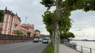 Wiesbaden hat bundesweit dritthöchste Pkw-Dichte