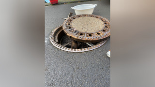 Wetter: süßes Iltisweibchen aus Gullydeckel gerettet