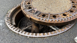 Wetter: süßes Iltisweibchen aus Gullydeckel gerettet