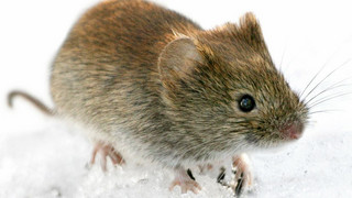 Überträger des Hantavirus: Vorsicht vor Rötelmäusen