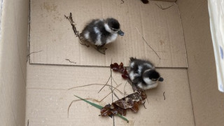 Entenfamilie sorgt für kurzzeitige Sperrung von Autobahn
