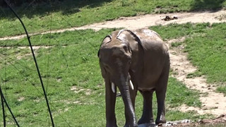 Sandbad im Zoo: Elefantenbaby Kaja feiert ersten Geburtstag