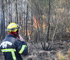 Feuer flammen immer wieder auf – «Wir kämpfen Baum um Baum»