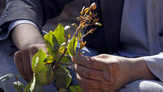 Frankfurter Flughafen: Männer mit 100 Kilo Khat-Droge gestoppt