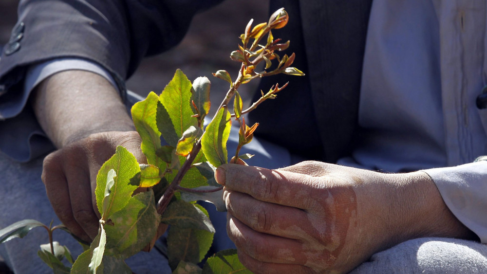Mild stimulant khat in Yemen