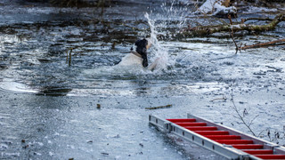 Hündin bricht auf eisbedeckter Fulda ein und wird gerettet