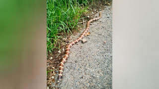 Einfach ausgesetzt? Kalifornische Kettennatter in Schlüchtern gefunden