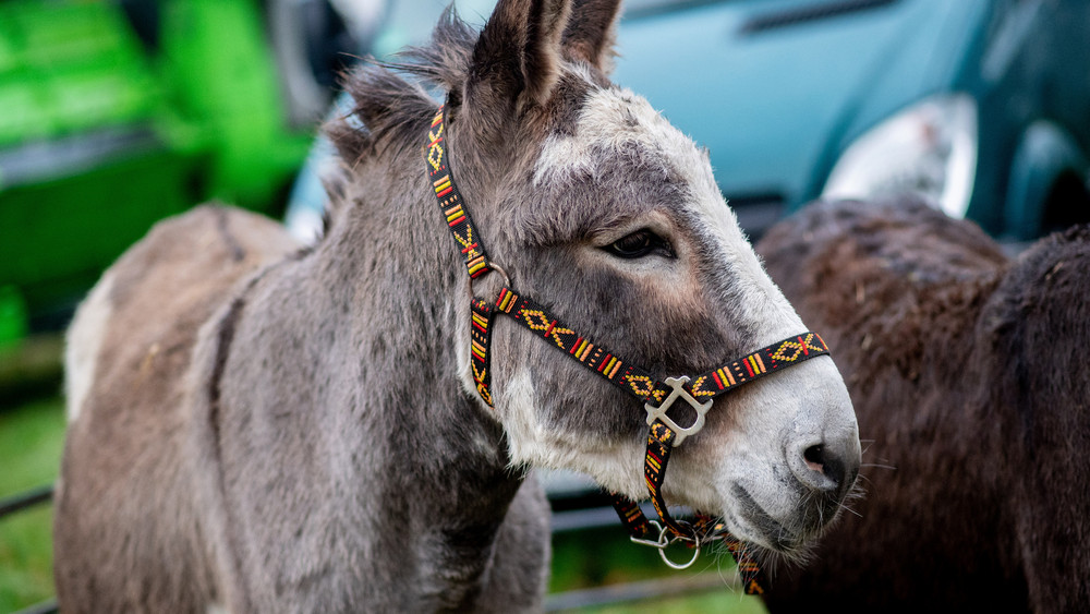 Die beiden geschlagenen Esel wurden nach der Attacke in Sicherheit gebracht.