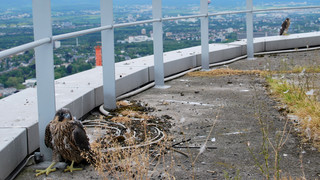 Wanderfalken mit Drohne getötet - Geldauflage