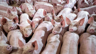 Schweinepest im Kreis Groß-Gerau: 187 Tiere müssen getötet werden