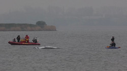Die teils überraschende Chronologie des Ostsee-Buckelwals