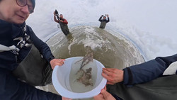 Kleine Haie zurück in die Nordsee: Katzenhaie werden vor Borkum ausgewildert