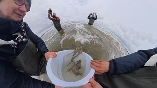 Kleine Haie zurück in die Nordsee: Katzenhaie werden vor Borkum ausgewildert