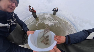 Kleine Haie zurück in die Nordsee: Katzenhaie werden vor Borkum ausgewildert