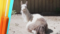 Deutschlands erster Zoo für Tiere mit Handicap