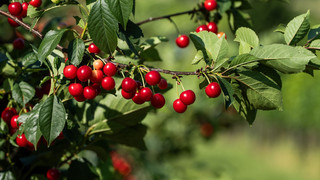 Deutsche Kirschenernte 2025 übertrifft Erwartungen