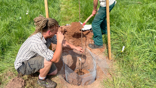 Dank Agroforst: Exotische Pflanzen wachsen ab sofort im Werratal