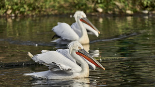 Wegen Vogelgrippe-Gefahr: Der Zoo Heidelberg sorgt sich um seine Vögel