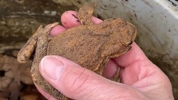 Krötenwanderung in Niddatal-Kaichen - NABU beklagt Rückgang