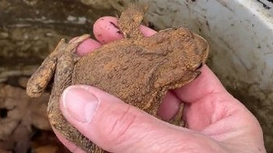 Krötenwanderung in Niddatal-Kaichen - NABU beklagt Rückgang