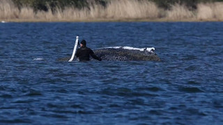 Wal-Rettung: Neues Konzept oder palliative Versorgung?