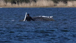 Wal-Rettung: Neues Konzept oder palliative Versorgung?