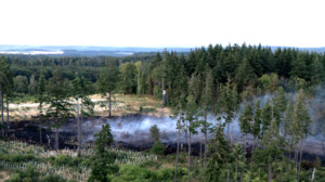 So lange braucht der Wald zur Erholung