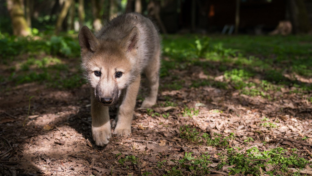 Wolfswelpe