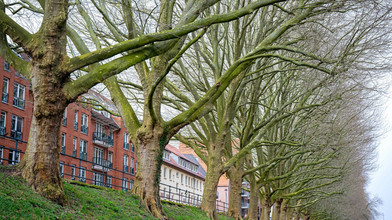 Attacken auf Bäume: Viele Täter in Hessen bleiben unerkannt