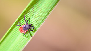 Zeckenproblem in Hessen Gefahr wächst durch Klimawandel