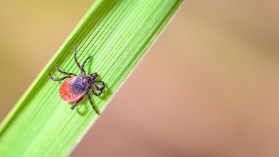 Zeckenproblem in Hessen Gefahr wächst durch Klimawandel