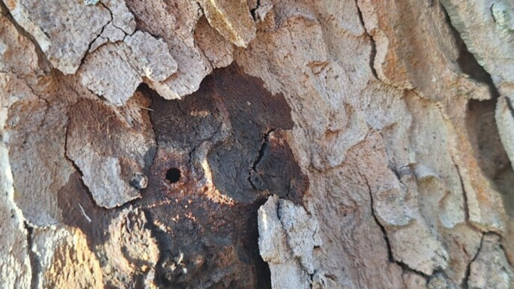 Die Löcher in der beschädigten Platane in Butzbach