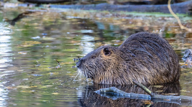 Fleißiger Biber setzt Radweg in Gießen unter Wasser