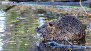 Fleißiger Biber setzt Radweg in Gießen unter Wasser