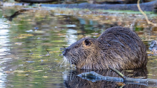 Fleißiger Biber setzt Radweg in Gießen unter Wasser