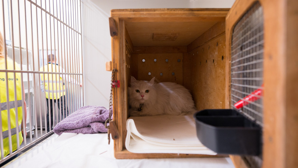 Eine adoptierte Katze wird am Frankfurter Flughafen gesucht
