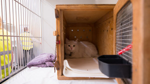 Adoptierte Katze entwischt am Frankfurter Flughafen